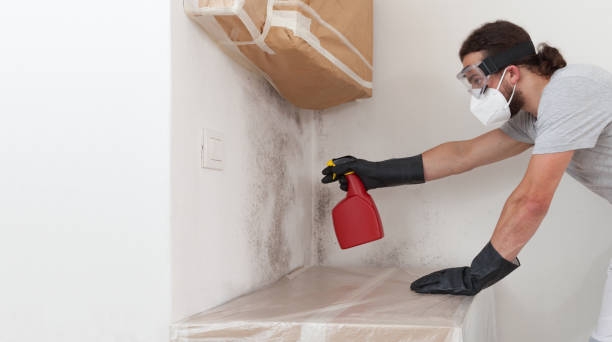 Professional Mold Removal technician working in Little Ferry, NJ