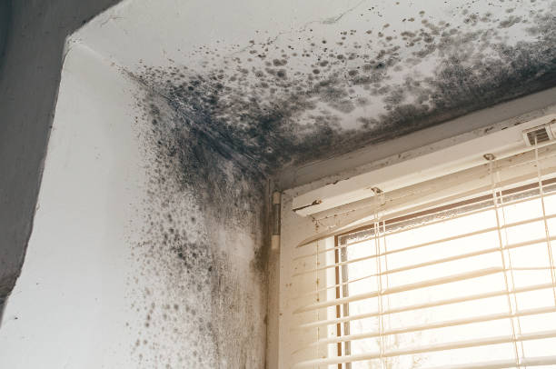 Affordable Mold Removal solutions in Little Ferry, NJ